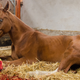 Illustration for article titled Justify Wakes Up Next To Decapitated Head Of Prized Jockey After Refusing To Throw Triple Crownem/em